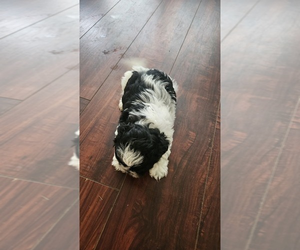 Medium Photo #5 Shih Tzu Puppy For Sale in HOUSTON, TX, USA