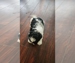 Small #4 Shih Tzu