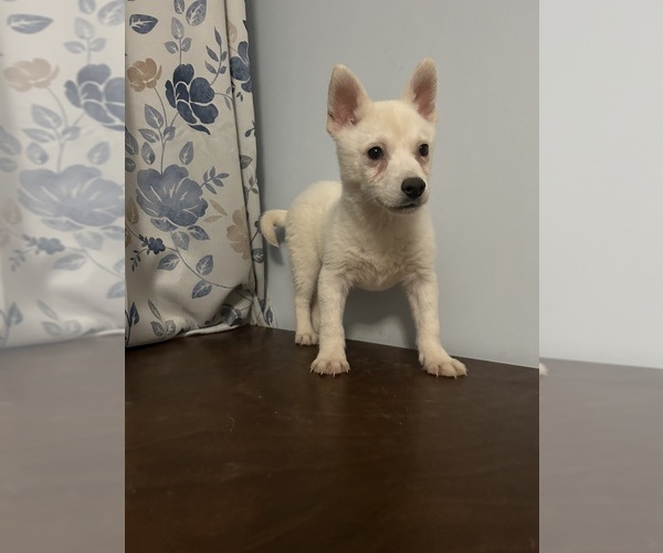 Medium Photo #16 Alaskan Klee Kai Puppy For Sale in DURHAM, CT, USA