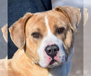 American Bulldog-American Staffordshire Terrier Mix Dogs for adoption in Huntley, IL, USA