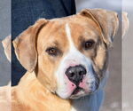 Small American Bulldog-American Staffordshire Terrier Mix