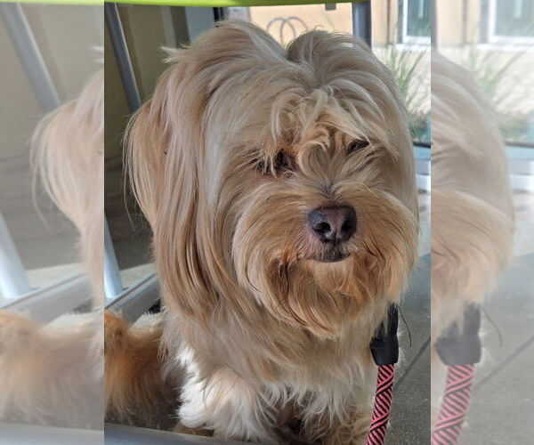 Medium Photo #2 Shih Apso Puppy For Sale in San Antonio, TX, USA
