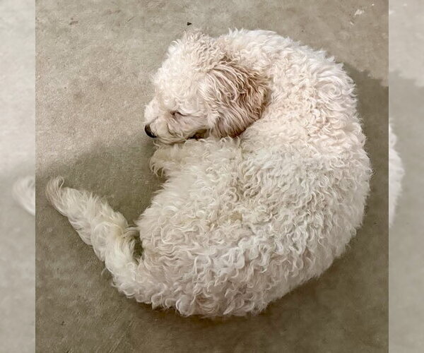 Medium Photo #3 Poodle (Miniature) Puppy For Sale in Spring Lake, NC, USA