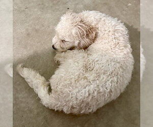 Claire - Female Poodle (Miniature) Dog for Adoption - Photo #3