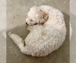 Small Photo #3 Poodle (Miniature) Puppy For Sale in Spring Lake, NC, USA