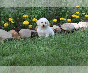 Bichon Frise Puppy for Sale in HUMBOLDT, Illinois USA
