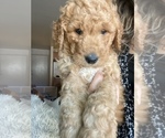 Small Photo #6 Goldendoodle Puppy For Sale in FOLSOM, CA, USA