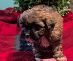 Small #1 ShihPoo