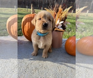 Golden Retriever Puppy for sale in NEOLA, WV, USA