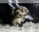 Small Photo #119 YorkiePoo Puppy For Sale in WARSAW, IN, USA