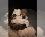 Small Photo #31 French Bulldog Puppy For Sale in BONE CAVE, TN, USA