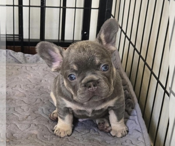 Medium Photo #1 French Bulldog Puppy For Sale in GLEN BURNIE, MD, USA