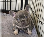 Mr Blue - Male French Bulldog Puppy for Sale - Small photo