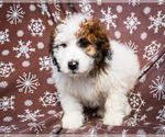 Small Photo #6 Saint Berdoodle Puppy For Sale in WAKARUSA, IN, USA