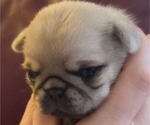 Small Photo #43 Pug Puppy For Sale in HILLSDALE, MI, USA