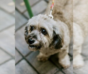 Havashu Dogs for adoption in St. Louis Park, MN, USA