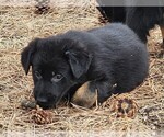 Small Photo #9 German Shepherd Dog Puppy For Sale in LIVERMORE, CO, USA