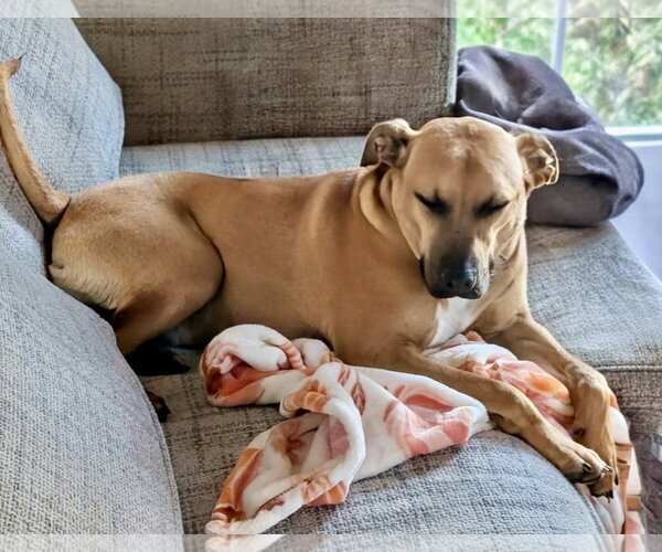 Medium Photo #3 Boxer-Unknown Mix Puppy For Sale in Omaha, NE, USA