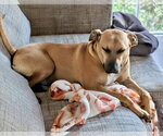 Small Photo #3 Boxer-Unknown Mix Puppy For Sale in Omaha, NE, USA