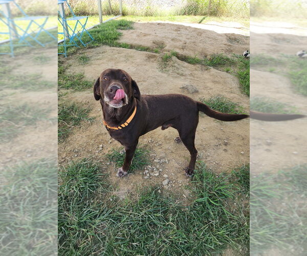 Medium Photo #3 Labrador Retriever Puppy For Sale in Evansville, IN, USA