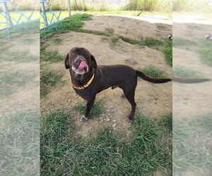 Milford - Male Labrador Retriever Dog for Adoption - Photo #3