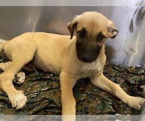 German Shepherd Dog-Unknown Mix Dogs for adoption in Modesto, CA, USA