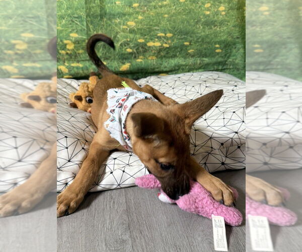 Medium Photo #3 German Shepherd Dog-Unknown Mix Puppy For Sale in San Leon, TX, USA