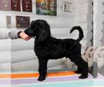 Small Photo #9 Poodle (Standard) Puppy For Sale in HALLANDALE, FL, USA