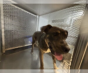 Mutt Dogs for adoption in Bakersfield, CA, USA