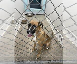 Labrador Retriever-Unknown Mix Dogs for adoption in Temple, TX, USA