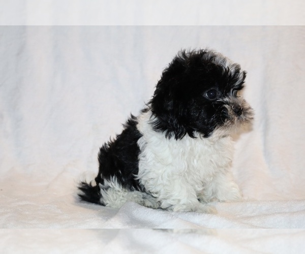 Medium Photo #8 ShihPoo Puppy For Sale in DYERSBURG, TN, USA