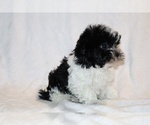 Small #7 ShihPoo