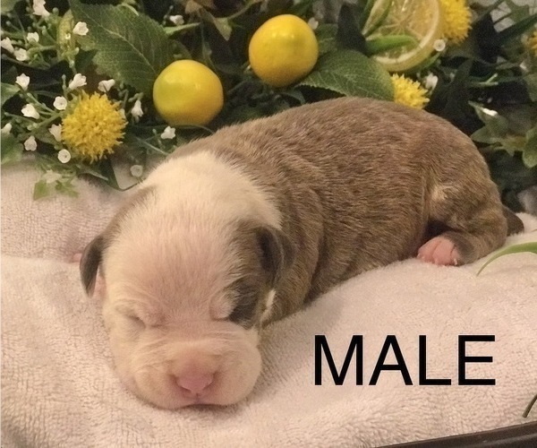 Medium Photo #6 American Bully Puppy For Sale in SALEM, IL, USA
