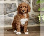 Small #2 Goldendoodle