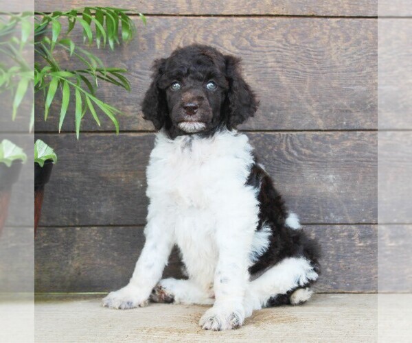 Medium Photo #6 Poodle (Standard) Puppy For Sale in CHRISTIANA, PA, USA