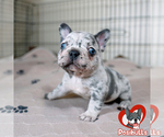 Small Photo #7 French Bulldog Puppy For Sale in DOUGLASVILLE, GA, USA