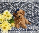 Small Photo #12 Miniature Labradoodle Puppy For Sale in KINZERS, PA, USA