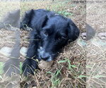 Small Photo #2 Cocker Spaniel-Unknown Mix Puppy For Sale in Ball Ground, GA, USA