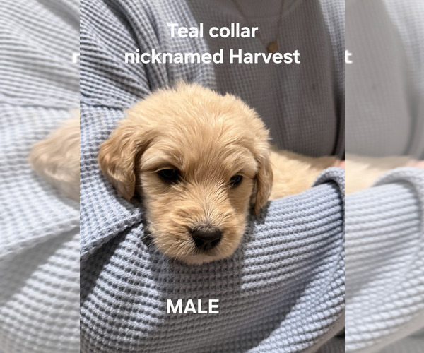 Medium Photo #1 Goldendoodle Puppy For Sale in BLANCHESTER, OH, USA