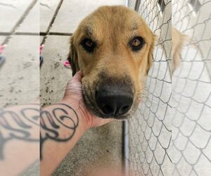 Anatolian Shepherd-Great Pyrenees Mix Dogs for adoption in Pacifica, CA, USA