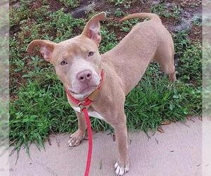 Medium American Staffordshire Terrier