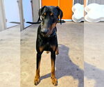 Small #1 Doberman Pinscher