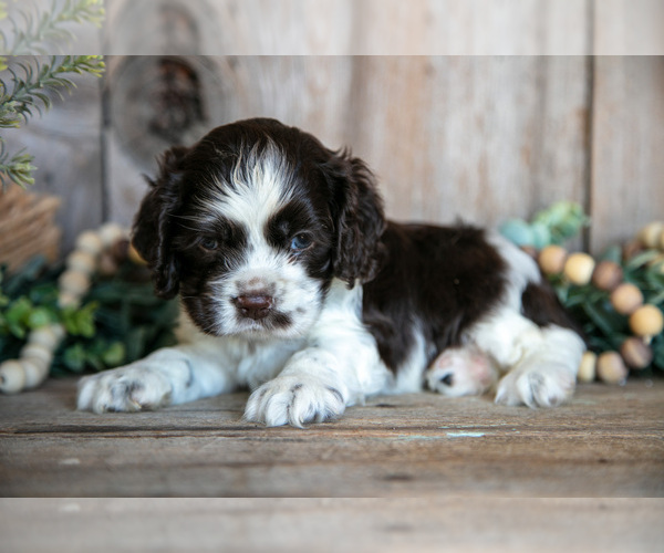 Medium Photo #2 Cocker Spaniel Puppy For Sale in BALTIC, OH, USA