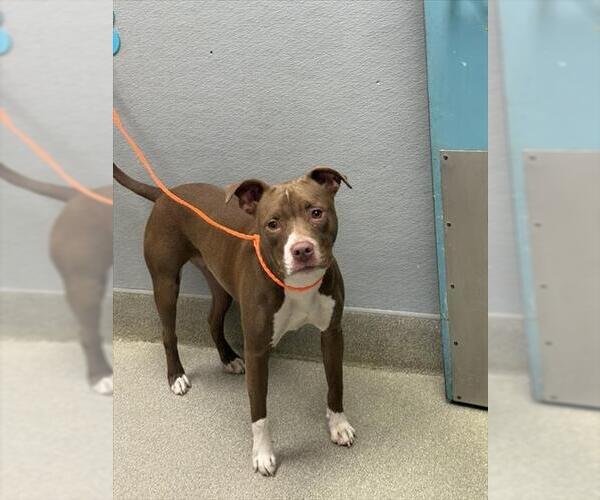 Medium Photo #1 American Pit Bull Terrier-Unknown Mix Puppy For Sale in Las Vegas, NV, USA