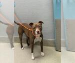 Small American Pit Bull Terrier Mix