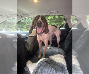 Bluetick Coonhound Dogs for adoption in Holly Springs, NC, USA