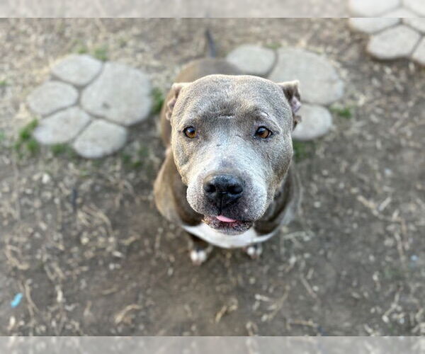 Medium Photo #1 Mutt Puppy For Sale in Tulsa, OK, USA