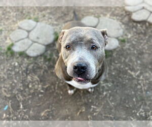 Mutt Dogs for adoption in Tulsa, OK, USA