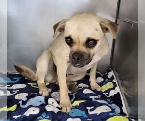Pug Dogs for adoption in San Bernardino, CA, USA