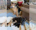 Small #2 German Shepherd Dog